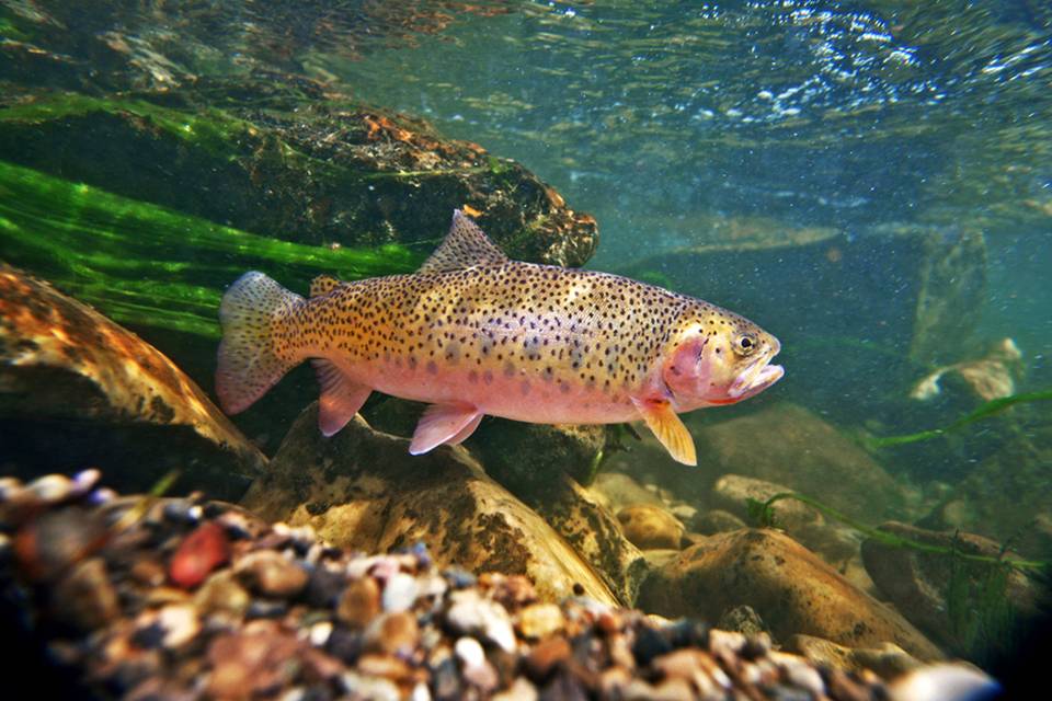 Photography: Yellowstone and its Cutthroat Trout | Hatch Magazine